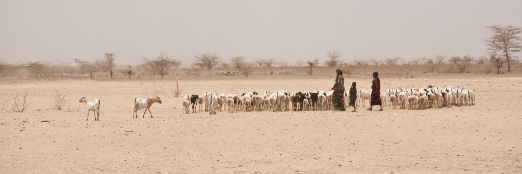 Children herd goats in the arid landscape, north of Merti Northern Kenya.