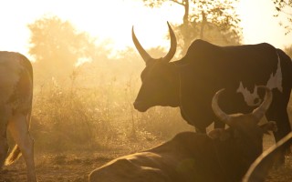 Antimicrobial resistance in pastoral livestock