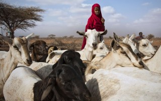 Better approaches in support of pastoralism. Article published in the magazine Farming Matters