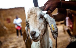 Humans and animals in refugee camps